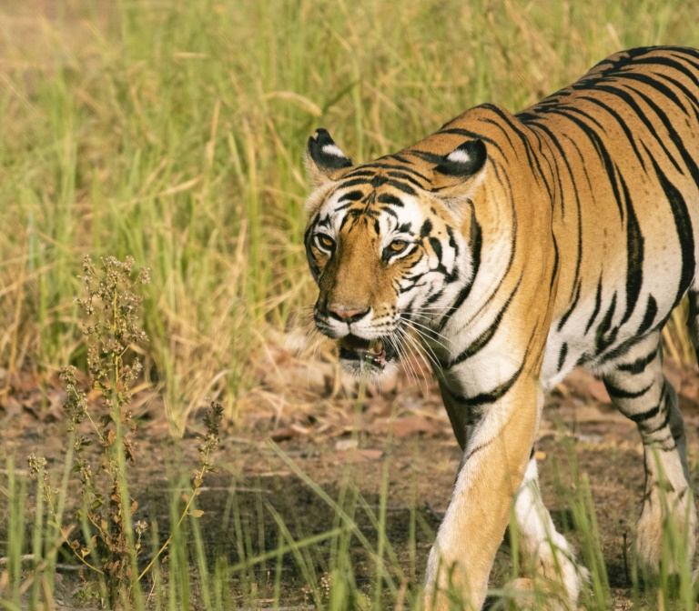India,Nepal,conservation,tigers,AI