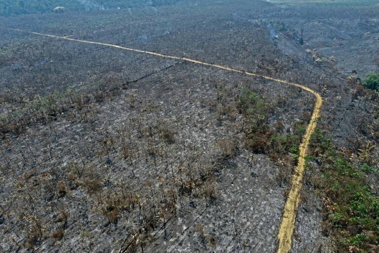 clima,medioambiente,Amazonía,bosques,criminalidad,Brasil