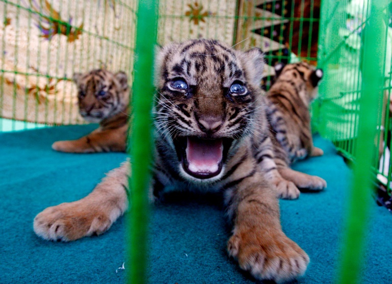 Indonesia - animales - tigre