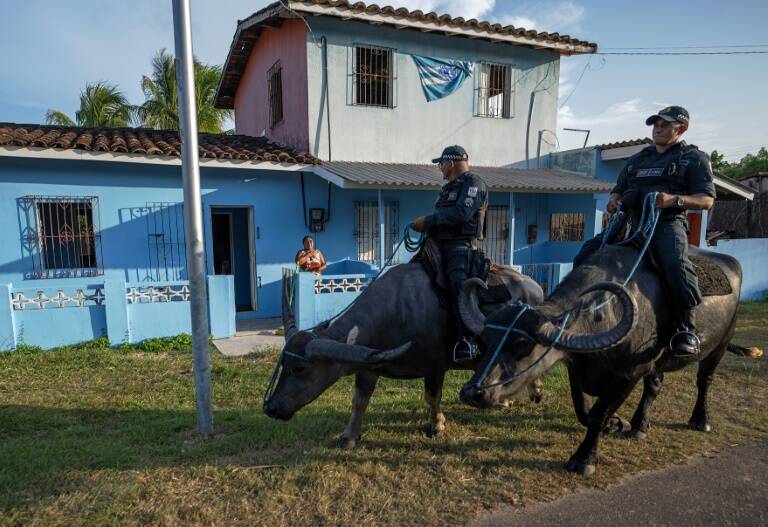 policía,animales,Brasil