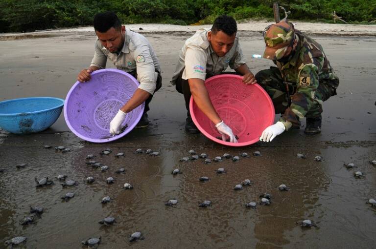 Nicaragua,tortugas,medioambiente,animales