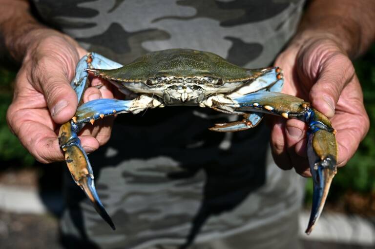 Italie,pêche,climat,environnement