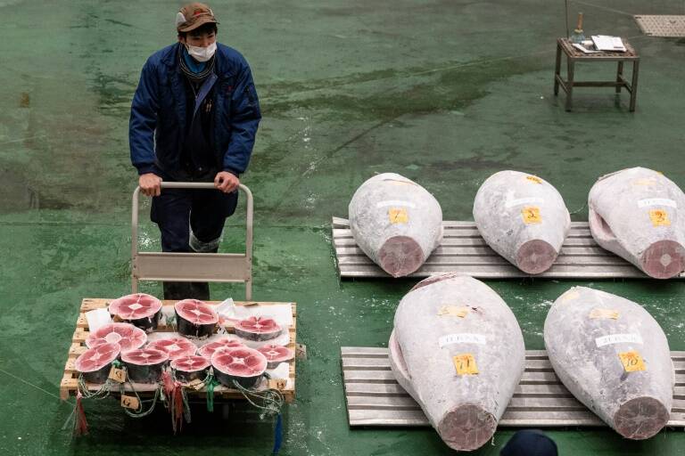 Japan,fishing,tuna