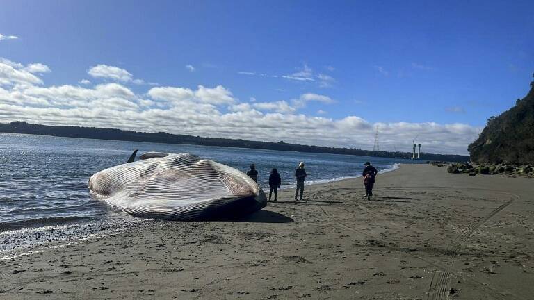medioambiente,Chile,Ballenas