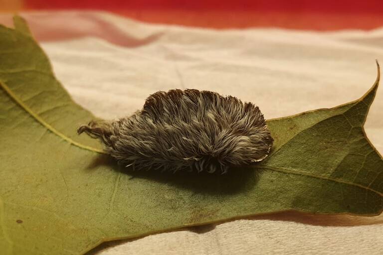 animales,Australia,EEUU,ciencias
