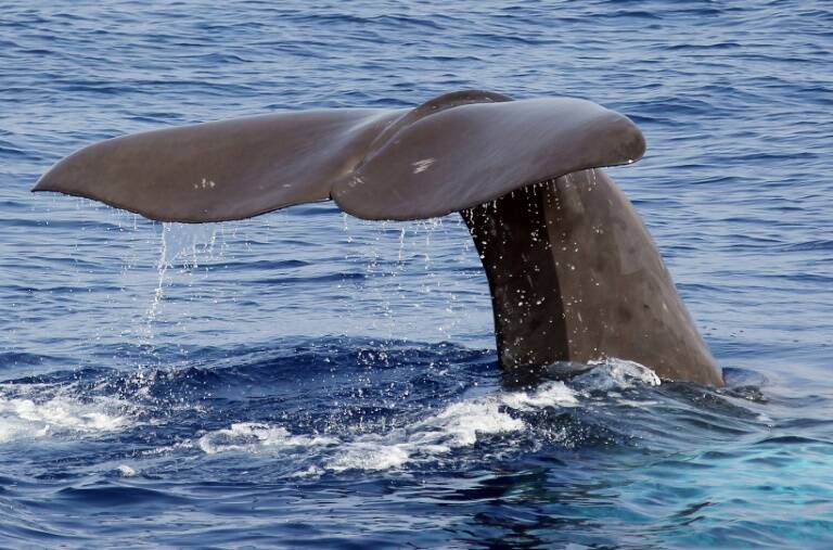 Environment,nature,Dominica,sperm,whale,animal