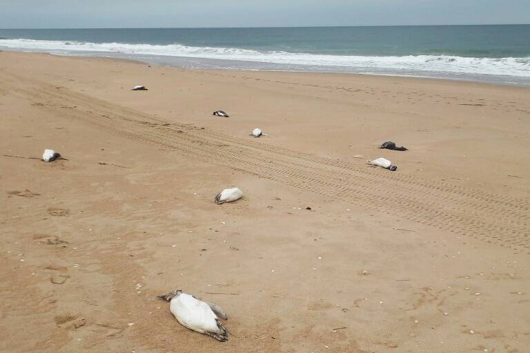 Uruguay,animales,pingüinos,medioambiente,pesca