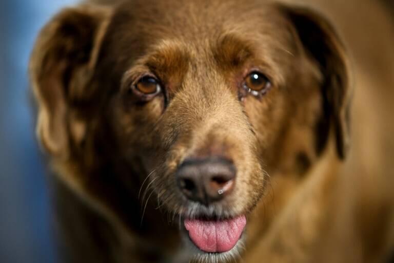 perros,animales,Portugal,insólito