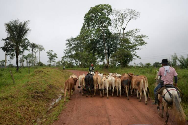 Colombia - medioambiente - ganadería - economía