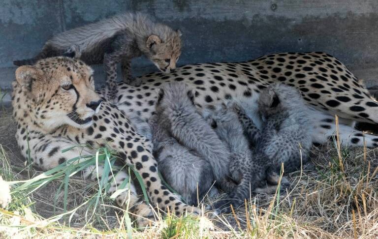 Namibie,environnement,Inde,Afsud,animaux
