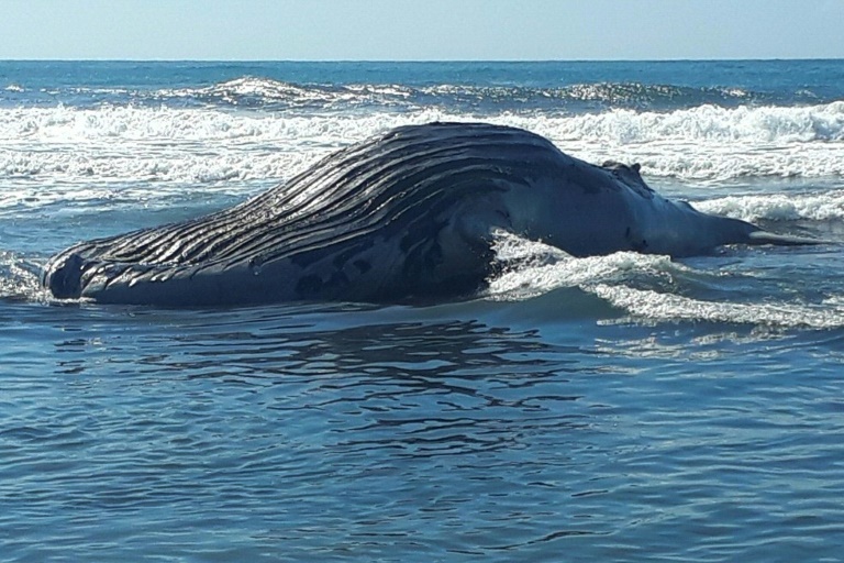 Guatemala - naturaleza - animales - ballena - medioambiente - ecologa - fauna
