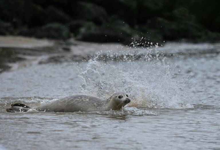 nature - animaux - Belgique - environnement