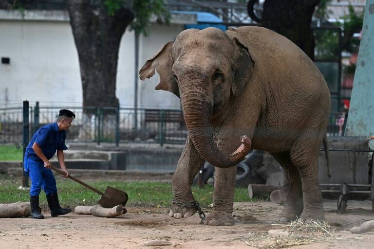 Vietnam,animal,rights