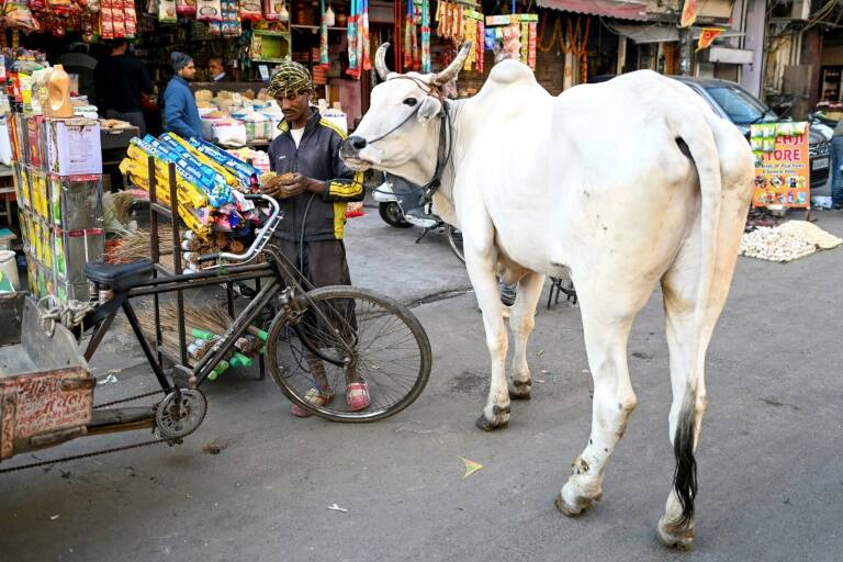 Inde,tribunal,animaux,hindouisme