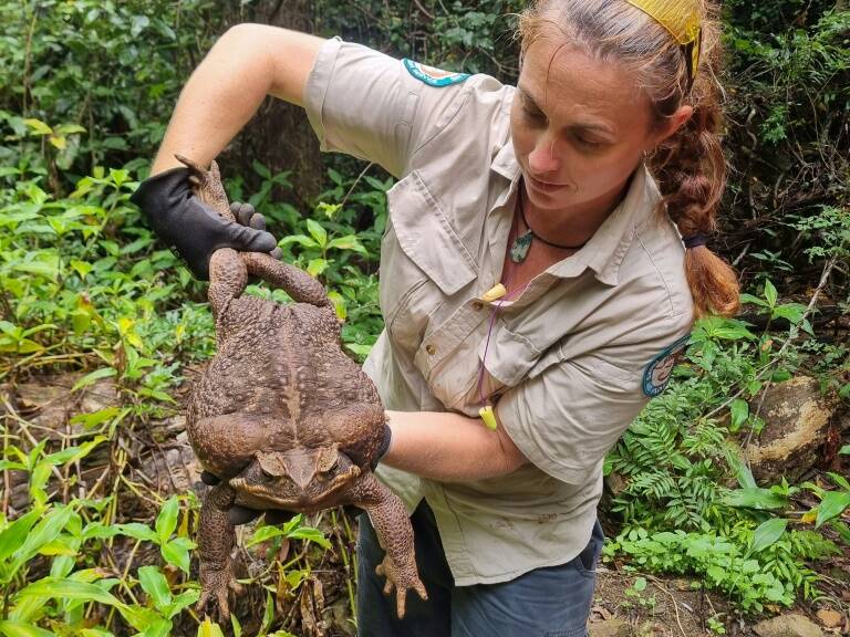 Australia,environment,toad