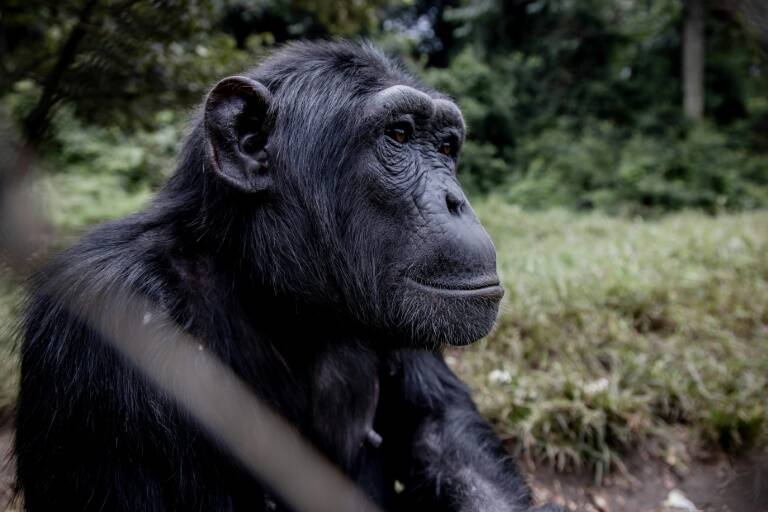 zoologie,chimpanzés,cognition