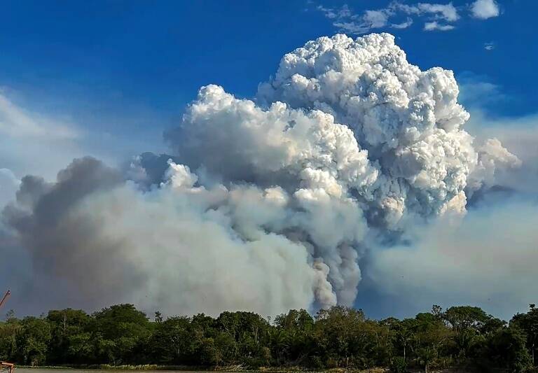 Brasil,animales,medioambiente,incendio