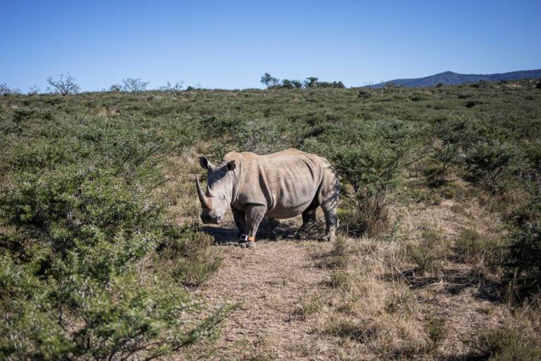 Sudáfrica,animales,medioambiente