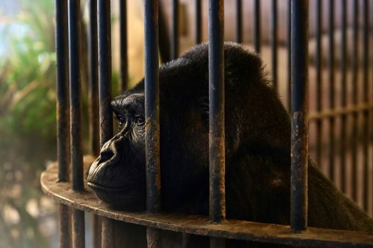 Tailandia,animales