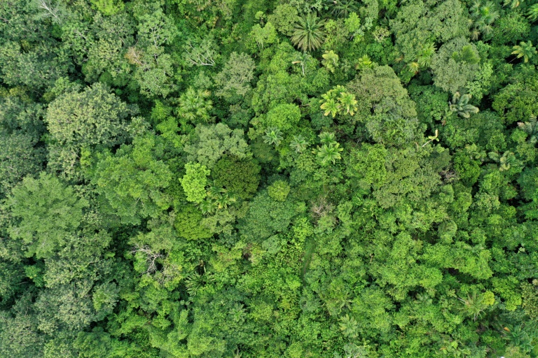 climate - warming - environment - rainforest