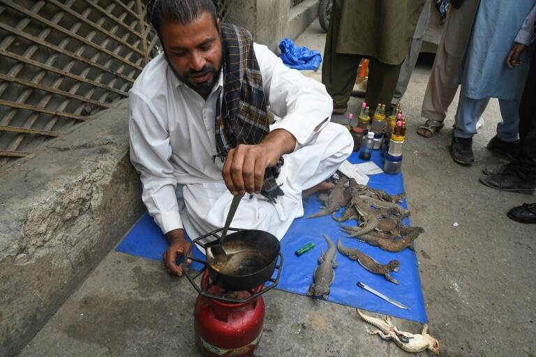 Pakistan,santé,sexe,animaux