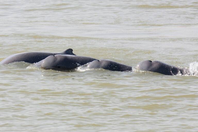 Cambodia,conservation,animal,dolphins