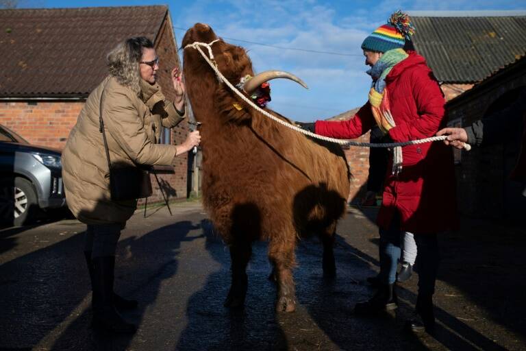 animaux,santé,agriculture,élevage,GB