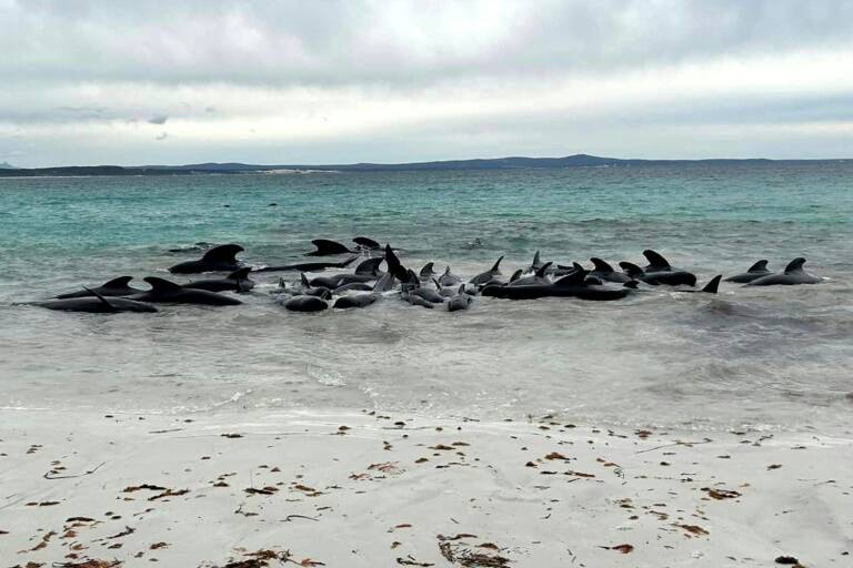 animales,Australia,preservación