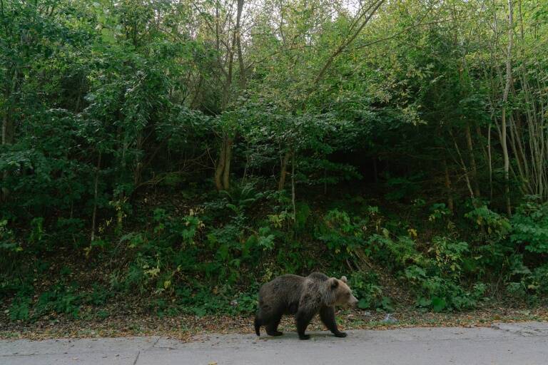 Rumanía,animales,medioambiente,caza