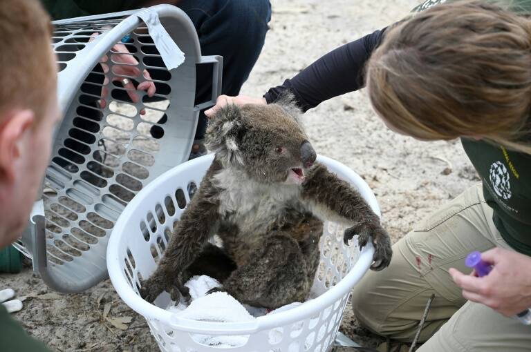 Australia,environment,animal