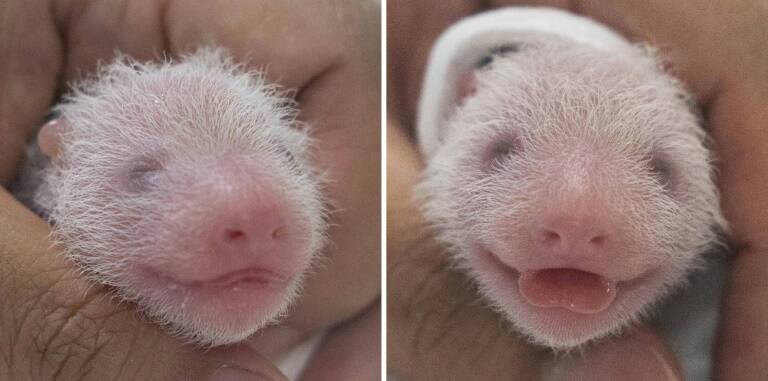 SKorea,China,pandas,animal