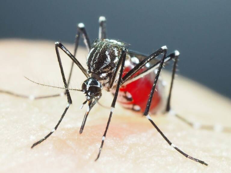 virus,vaccins,zoologie