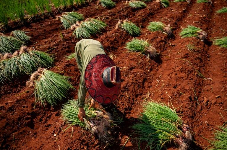 Cuba,agricultura,importaciones,exportaciones,sociedad,inflación