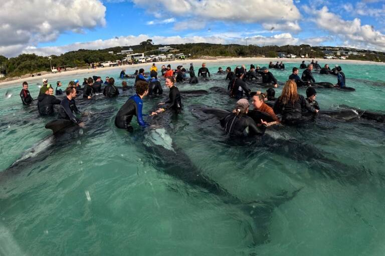 Australia,medioambiente,anmales