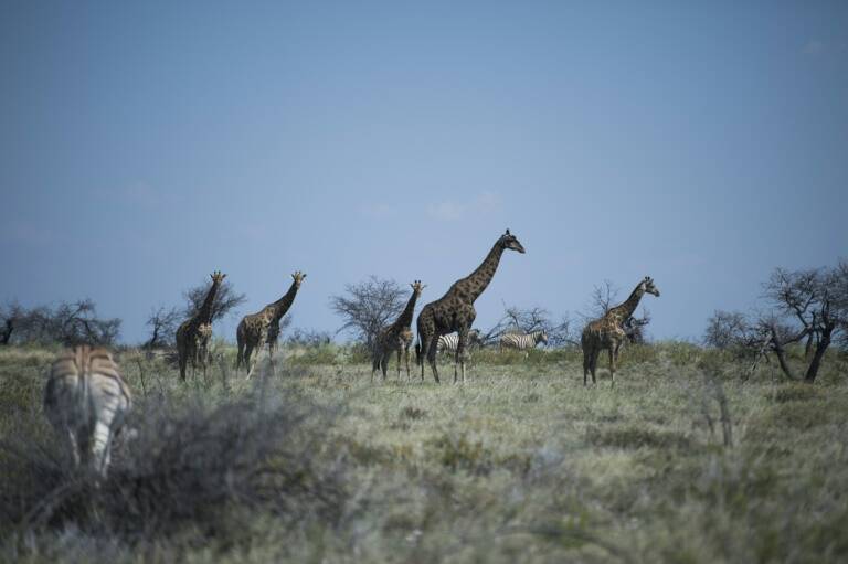 animales,Angola,Namibia,jirafa,preservación