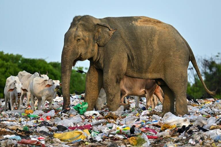 SriLanka,environment,pollution,plastic