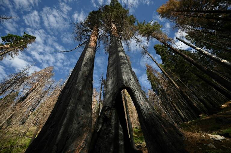 environment - US - wildfire - trees - sequoia