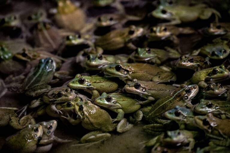 Francia,animales,tradición,gastronomía