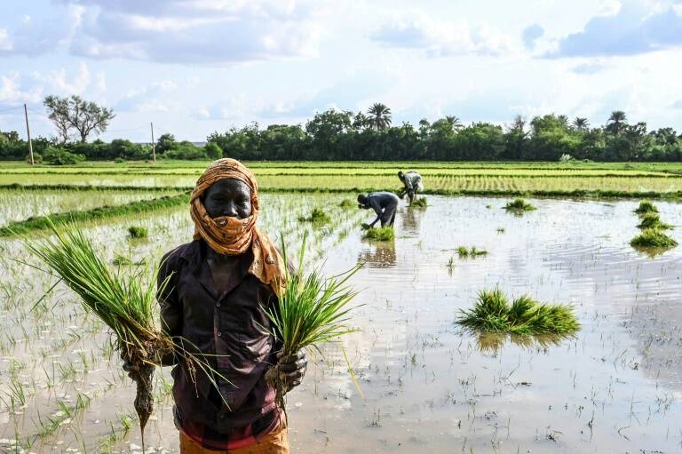 India,Brasil,Argentina,agricultura,materias,primas,comercio,alimentación