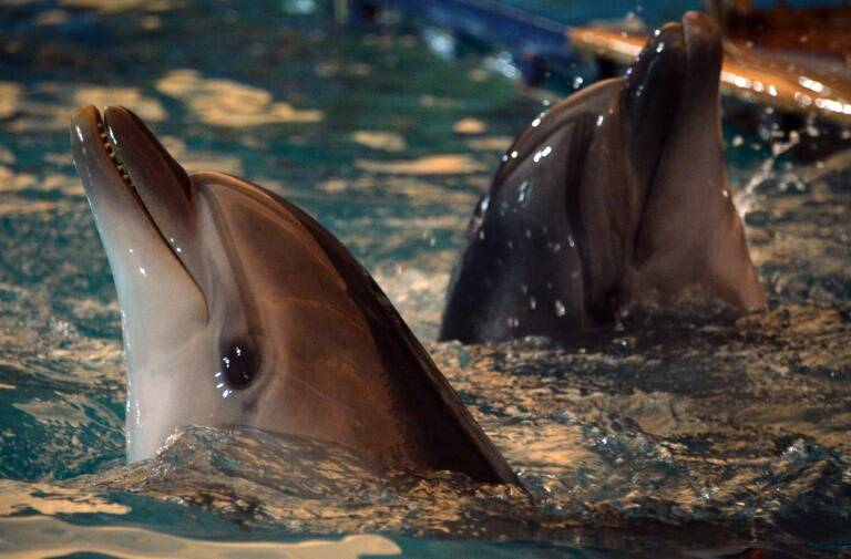 Ukraine,Russia,conflict,dolphins
