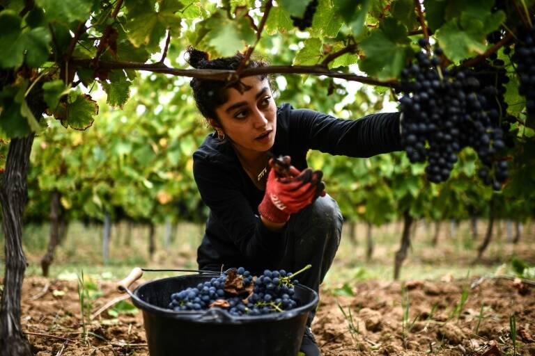 Irán,mujeres,derechos,religión,Francia,vinicultura