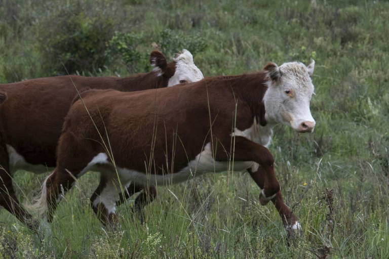 Uruguay, ganadería, clima