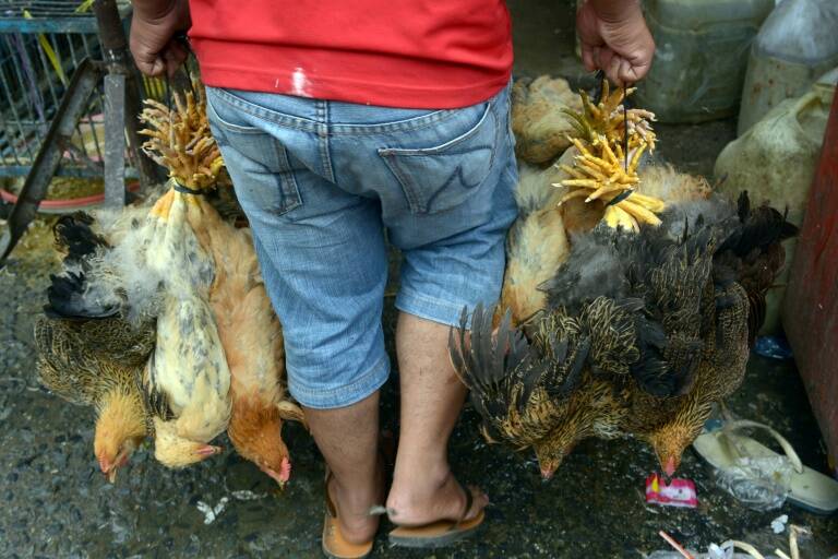 Camboya,animales,virus,enfermedad,salud,ganadería,OMS