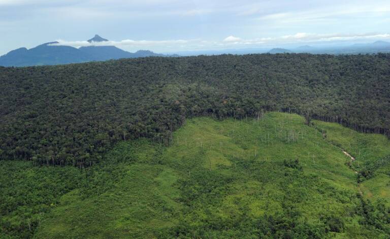 US,environment,forests