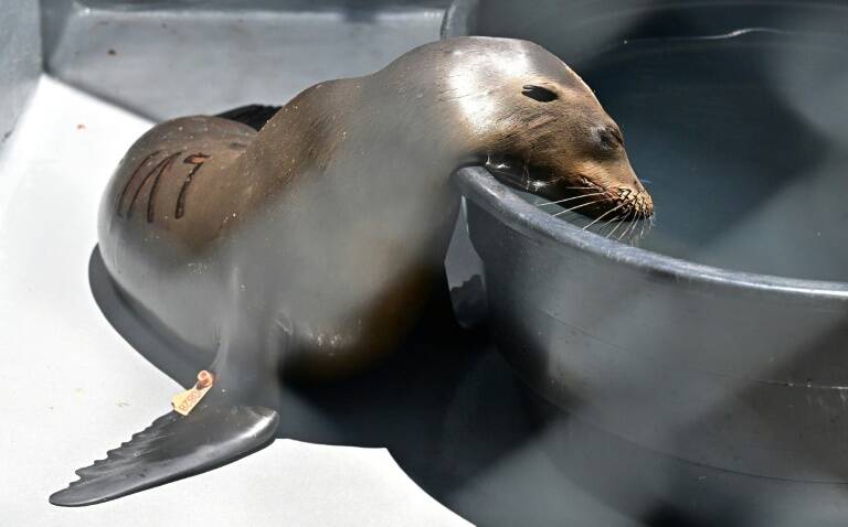 EEUU,animales,clima