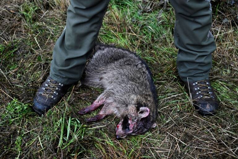 Bélgica,medioambiente,biología,animales,caza,ecología