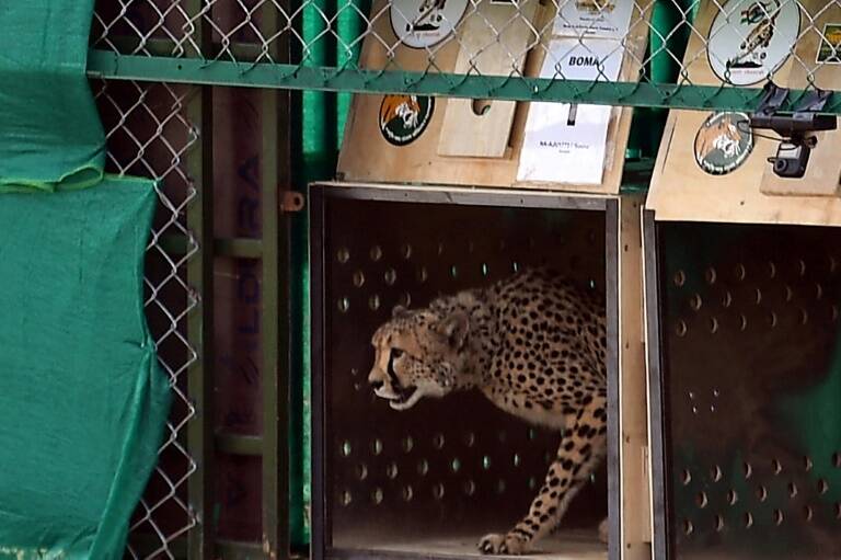 India,SAfrica,Namibia,conservation,cheetah