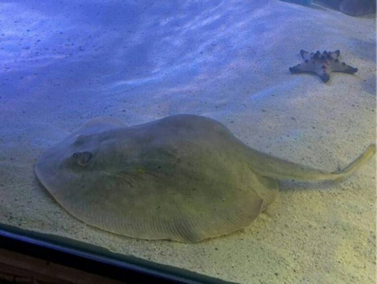 US,science,animal,stingray