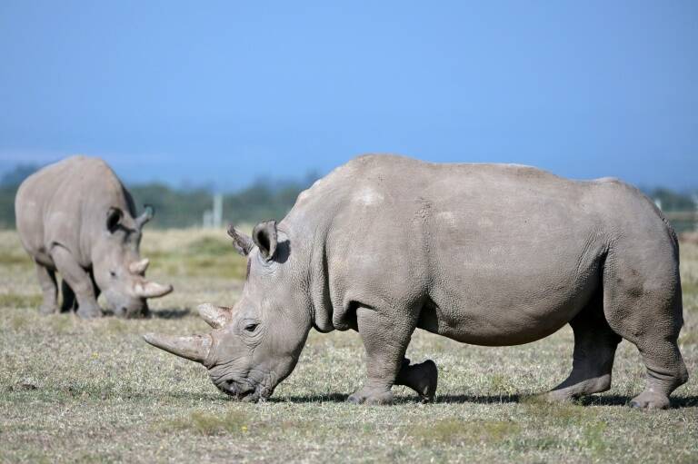 Alemania,animales,ciencia,preservación,África