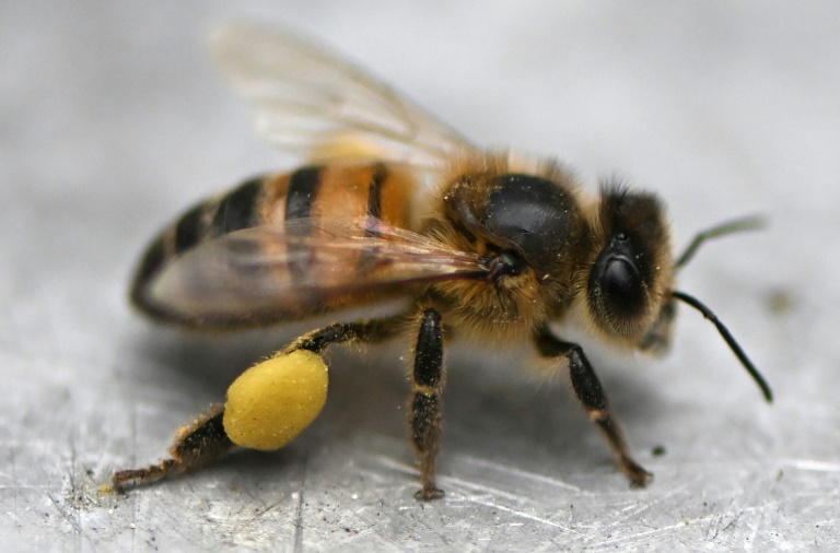 Colombia - ciencias - biologa - insectos - abejas - agricultura - patente - investigacin